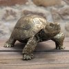 Small Gold Tortoise Figure
