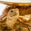 Gold & Bronze Tortoise with Gold Tray